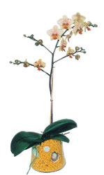  Aydn incir iek online iek gnderme sipari  Phalaenopsis Orkide ithal kalite