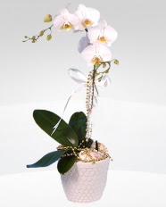 1 dallı orkide saksı çiçeği  Aydın incir çiçek online çiçekçi , çiçek siparişi 