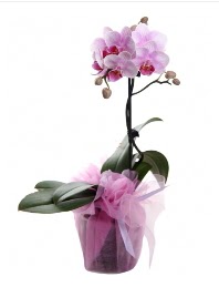 1 dal pembe orkide saksı çiçeği  Aydın incir çiçek kaliteli taze ve ucuz çiçekler 