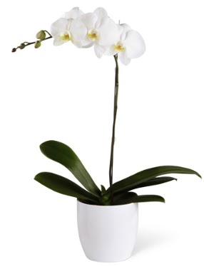 1 dall beyaz orkide  Aydn incir iek 14 ubat sevgililer gn iek 