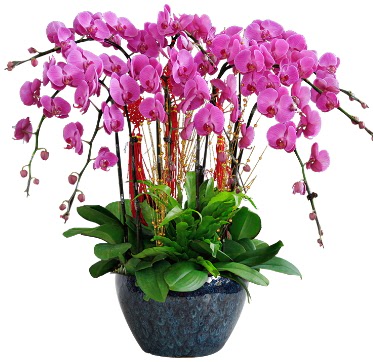 9 dallı mor orkide  Aydın incir çiçek 14 şubat sevgililer günü çiçek 