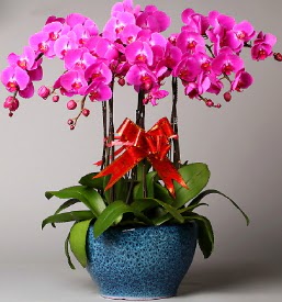 7 dall mor orkide  Aydn incir iek iek online iek siparii 