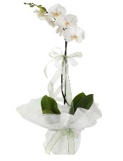 1 dal beyaz orkide iei  Aydn incir iek iek siparii vermek 