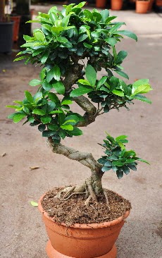 Orta boy bonsai saks bitkisi  Aydn incir iek internetten iek siparii 