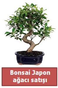 Japon aac bonsai sat  Aydn incir iek iek siparii sitesi 