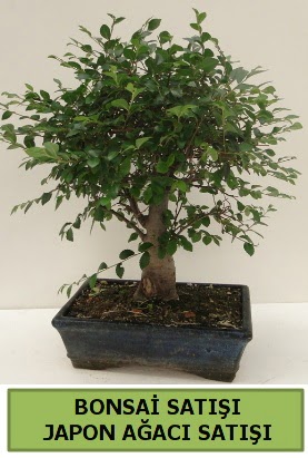 Minyatr bonsai japon aac sat  Aydn incir iek iek gnderme sitemiz gvenlidir 