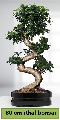 80 cm özel saksıda bonsai bitkisi  Aydın incir çiçek çiçekçi telefonları 