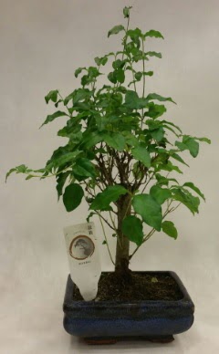 Minyatr bonsai japon aac sat  Aydn incir iek ieki telefonlar 