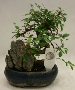 thal 1.ci kalite bonsai japon aac  Aydn incir iek iek sat 