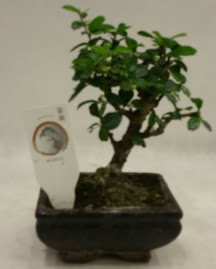 Kk minyatr bonsai japon aac  Aydn incir iek iek gnderme 