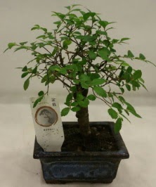 Minyatr ithal japon aac bonsai bitkisi  Aydn incir iek iek sat 