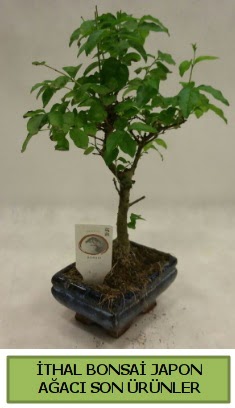 thal bonsai japon aac bitkisi  Aydn incir iek hediye sevgilime hediye iek 