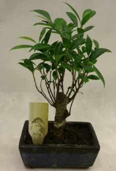 Japon aac bonsai bitkisi sat  Aydn incir iek ieki telefonlar 