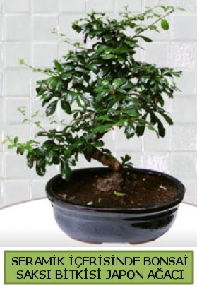 Seramik vazoda bonsai japon aac bitkisi  Aydn incir iek iek siparii sitesi 