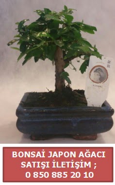 Japon aac minyar bonsai sat  Aydn incir iek iek sat 