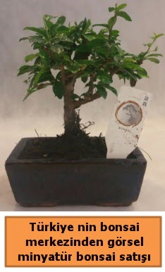 Japon aac bonsai sat ithal grsel  Aydn incir iek iek yolla 