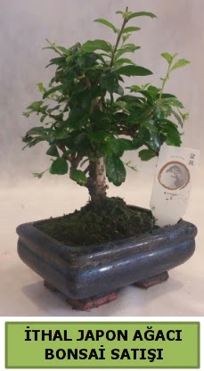 thal japon aac bonsai bitkisi sat  Aydn incir iek ieki telefonlar 