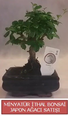 Kk grsel bonsai japon aac bitkisi  Aydn incir iek iek , ieki , iekilik 