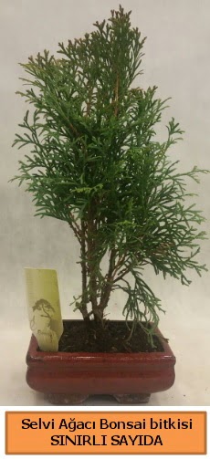 Selvi aac bonsai japon aac bitkisi  Aydn incir iek iek sat 