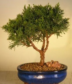 Servi am bonsai japon aac bitkisi  Aydn incir iek iek yolla 