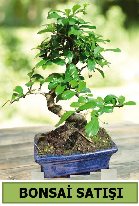 am bonsai japon aac sat  Aydn incir iek iek sat 