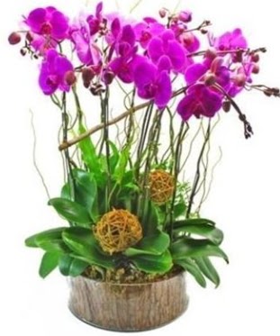 Ahap ktkte lila mor orkide 8 li  Aydn incir iek internetten iek sat 