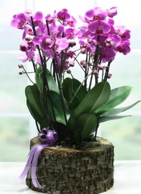 Ktk ierisinde 6 dall mor orkide  Aydn incir iek ucuz iek gnder 