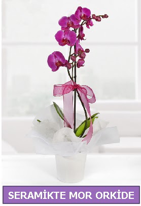 Seramik içerisinde birinci kalite tek dallı mor orkide  Aydın incir çiçek incir çiçek İnternetten çiçek siparişi 