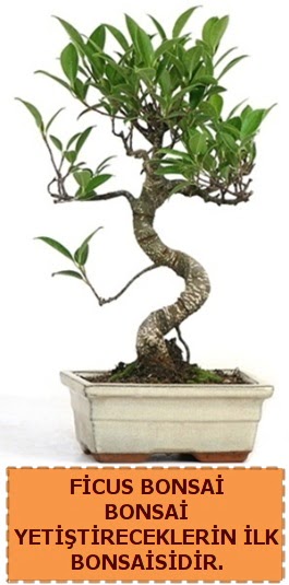 Ficus bonsai 15 ile 25 cm arasndadr  Aydn incir iek iek yolla 