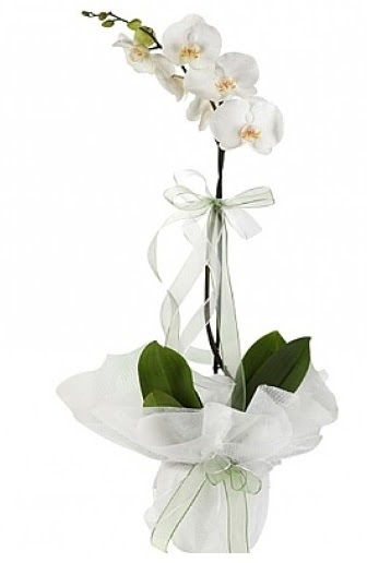 Tekli Beyaz Orkide  Aydn incir iek hediye iek yolla 