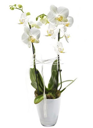 2 dall beyaz seramik beyaz orkide sakss  Aydn incir iek iek gnderme sitemiz gvenlidir 