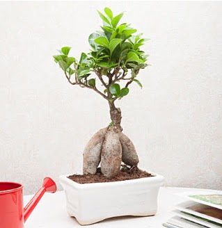 Exotic Ficus Bonsai ginseng  Aydn incir iek iek servisi , ieki adresleri 