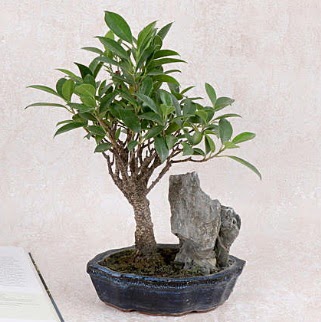 Japon aac Evergreen Ficus Bonsai  Aydn incir iek iek gnderme sitemiz gvenlidir 