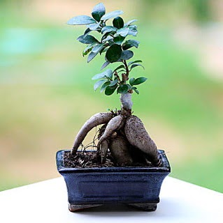 Marvellous Ficus Microcarpa ginseng bonsai  Aydn incir iek iek siparii vermek 