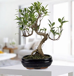 Gorgeous Ficus S shaped japon bonsai  Aydn incir iek yurtii ve yurtd iek siparii 