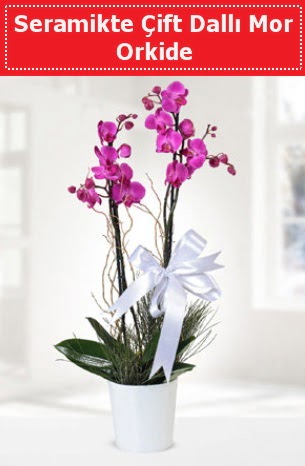 Seramikte Çift Dallı Mor Orkide  Aydın incir çiçek anneler günü çiçek yolla 