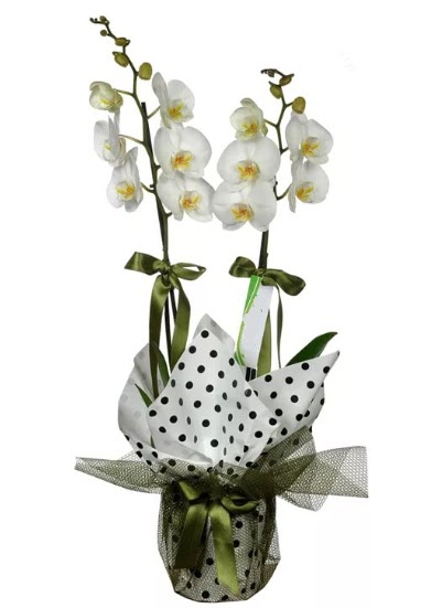 ift Dall Beyaz Orkide  Aydn incir iek 14 ubat sevgililer gn iek 