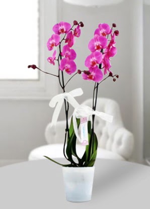 Çift dallı mor orkide  Aydın incir çiçek çiçekçiler 