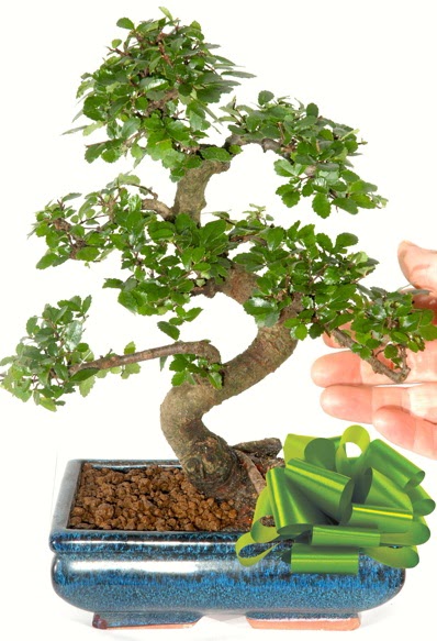 Yaklak 25 cm boyutlarnda S bonsai  Aydn incir iek iek siparii sitesi 