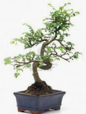 S gvde bonsai minyatr aa japon aac  Aydn incir iek iek sat 