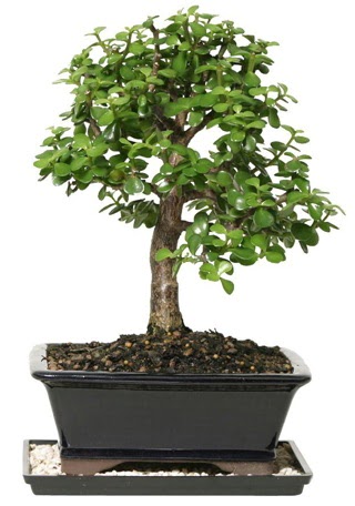 15 cm civar Zerkova bonsai bitkisi  Aydn incir iek iek siparii sitesi 