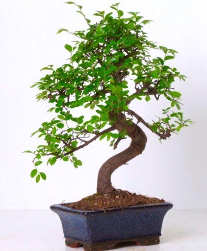 S gvdeli bonsai minyatr aa japon aac  Aydn incir iek iek gnderme sitemiz gvenlidir 