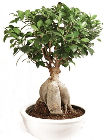 Ginseng bonsai japon aac ficus ginseng  Aydn incir iek incir iek nternetten iek siparii 