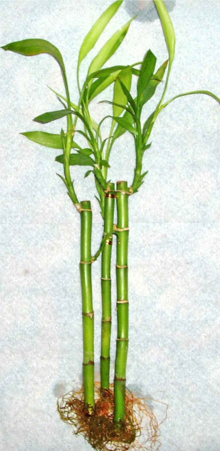 Lucky Bamboo 3 adet vazo hediye edilir   Aydn incir iek cicek , cicekci 