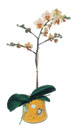  Aydın incir çiçek online çiçek gönderme sipariş  Phalaenopsis Orkide ithal kalite