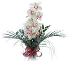  Aydın incir çiçek çiçek siparişi sitesi  Dal orkide ithal iyi kalite