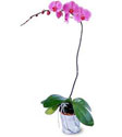  Aydın incir çiçek cicekciler , cicek siparisi  Orkide ithal kaliteli orkide 