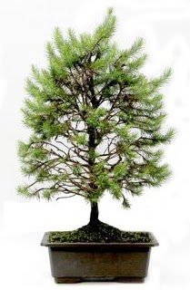 *** STOKTA YOK - Çam ağacı bonsai bitkisi satışı  Aydın incir çiçek cicekciler , cicek siparisi 