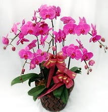 Sepet içerisinde 5 dallı lila orkide  Aydın incir çiçek ucuz çiçek gönder 