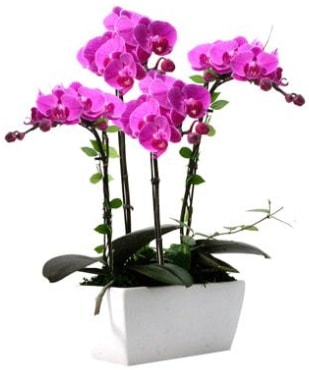 Seramik vazo içerisinde 4 dallı mor orkide  Aydın incir çiçek çiçek satışı 